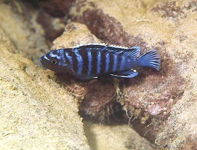 Chindongo sp. 'minutus mozambique' Thundu